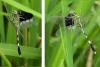 Orthetrum sabina